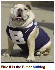 Butler mascot Blue II, English bulldog.