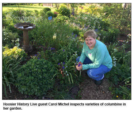 Hoosier History Live guest Carol Michel inspects varieties of columbine in her garden.
