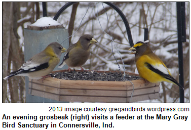 An evening grosbeak (right) visits a feeder at the Mary Gray Bird Sanctuary in Connersville, Ind. 2013 image courtesy gregandbirds.wordpress.com.