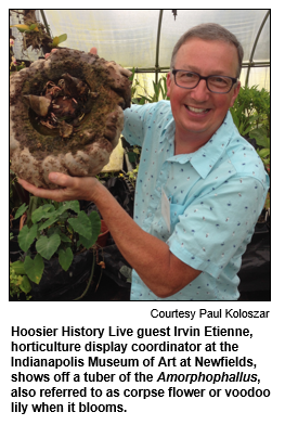 Hoosier History Live guest Irvin Etienne, horticulture display coordinator at the Indianapolis Museum of Art at Newfields, shows off a tuber of the Amorphophallus, also referred to as corpse flower or voodoo lily when it blooms.
Courtesy Paul Koloszar.