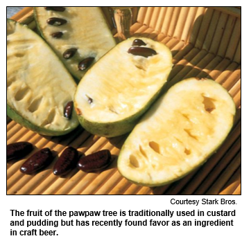 The fruit of the pawpaw tree is traditionally used in custard and pudding but has recently found favor as an ingredient in craft beer.  
Courtesy Stark Bros.