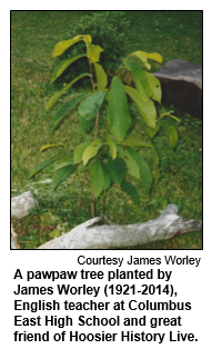 A pawpaw tree planted by James Worley (1921-2014), English teacher at Columbus East High School and great friend of Hoosier History Live.  
Courtesy James Worley.