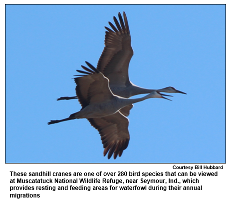 These sandhill cranes are one of over 280 bird species that can be viewed at Muscatatuck National Wildlife Refuge, near Seymour, Ind., which provides resting and feeding areas for waterfowl during their annual migrations
Courtesy Bill Hubbard.