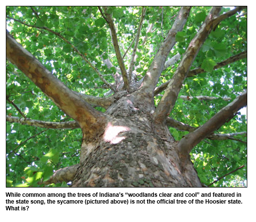 While common among the trees of Indiana’s “woodlands clear and cool” and featured in the state song, the sycamore (pictured above) is not the official tree of the Hoosier state.  What is?
