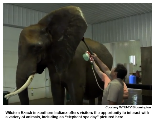 Wilstem Ranch in southern Indiana offers visitors the opportunity to interact with a variety of animals, including an “elephant spa day” pictured here.
Courtesy WTIU-TV Bloomington.