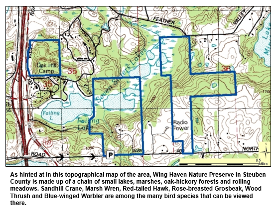 As hinted at in this topographical map of the area, Wing Haven Nature Preserve in Steuben County is made up of a chain of small lakes, marshes, oak-hickory forests and rolling meadows. Sandhill Crane, Marsh Wren, Red-tailed Hawk, Rose-breasted Grosbeak, Wood Thrush and Blue-winged Warbler are among the many bird species that can be viewed there.
