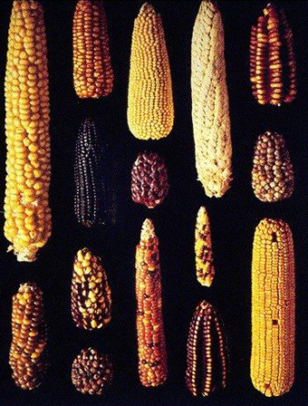 Maize.