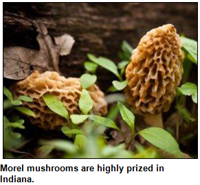 Morel mushrooms.