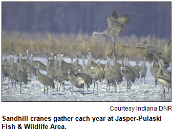 Sandhill cranes gather each year at Jasper-Pulaski Fish & Wildlife Area.