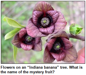 Tree flowers.